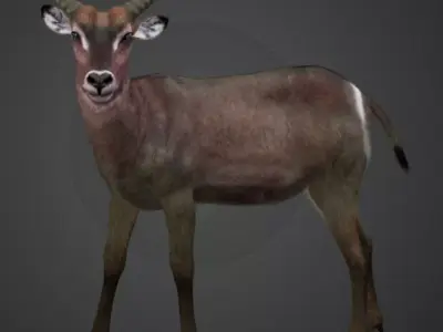 Waterbuck Antelope Realistic Animated 3D model