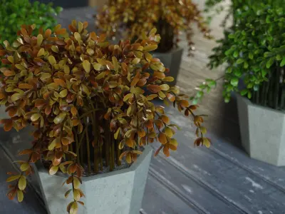 Ornamental plants in pots 3D model