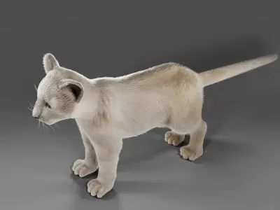 Fur White Lion Cub Rigged in Blender Low-poly 3D model