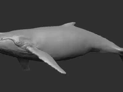 Realistic  Whale 3D Model   Low-poly 3D model
