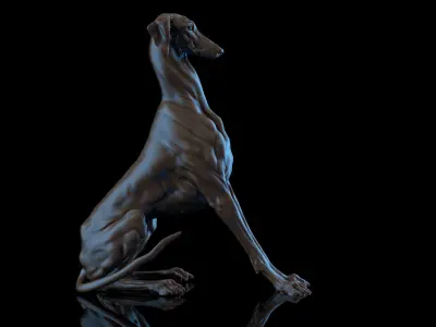 Dog Azawakh Symmetry   -  3D Sculpting 3D model