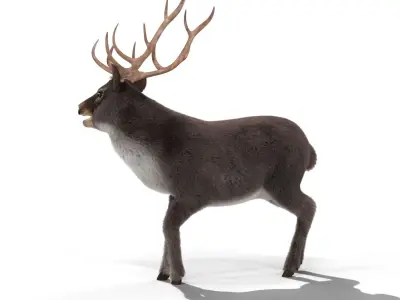Fur Rigged Gray Deer Stag Low-poly 3D model