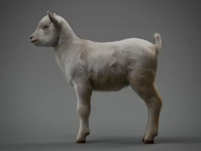 Realistic Baby Goat With Fur Faceial rig  3D model
