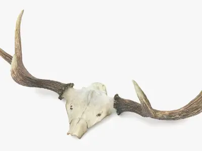 Antlers with Skull Fragment Low-poly 3D model