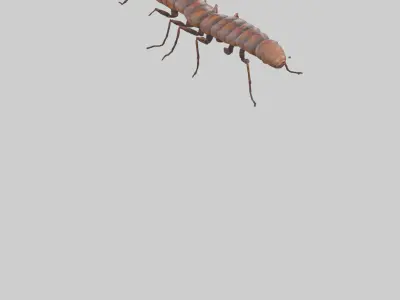 Centipede crawling model 3D model