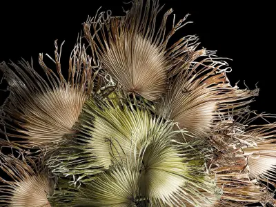 wreath bouquet of dry branches of palm leaves 309 3D model
