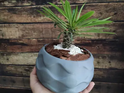 Decorative design vase for plants 3D print model