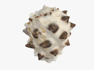 Drupa Morum Sea Shell Low-poly 3D model