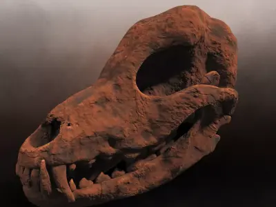 Petrified Canine Skull Low-poly 3D model