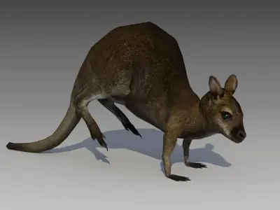 Wallaby kangaroo Low-poly 3D model