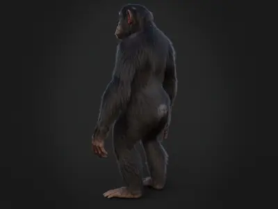 Chimpanzee RIG Xgen Core 3D model