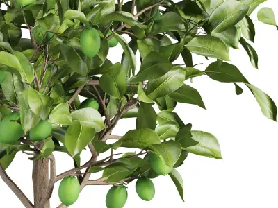 Lemon Tree Collection 3D model