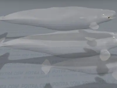 Beluga Whales Family -Delphinapterus Leucas- Male Female Calf -  3D model