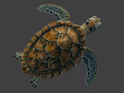 Sea Green Turtle 3D model
