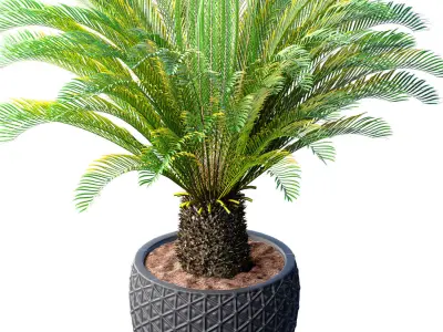 Decorative Evergreen Cycas Palm Tree in flower pot Urn Art Deco  3D model