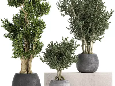 Decorative trees in a black flowerpots 805 3D model