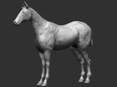 Realistic Horse Hi-Rez base-mesh 3D model 3D model
