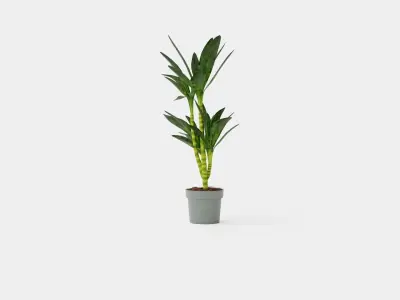 Dracaena Janet Lind Low-poly 3D model