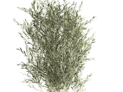Olive tree for the interior in basket 652 3D model
