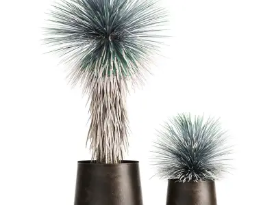 Yucca rostrata in a flowerpot for the interior 1014 3D model