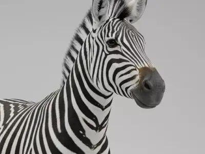 A Majestic Zebra 3D model