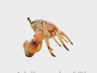 Fiddler Crab with Oversized Claw 3D Model Low-poly 3D model
