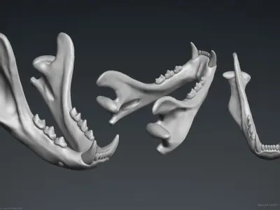 3D Lion Skull - Sculpture 3D model