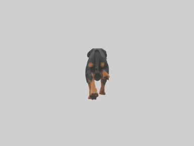 Rottweiler running model Low-poly 3D model
