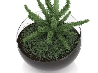 Plant in Sphere Glass Pot 3D model