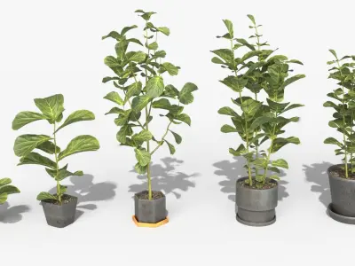 Collection of Ficus Lyrata - Plants Vol 07 Low-poly 3D model