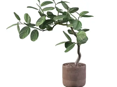 Ficus benghalensis 3D model