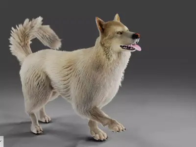 Fur Gray Wolf Rigged V02 in Blender Low-poly 3D model