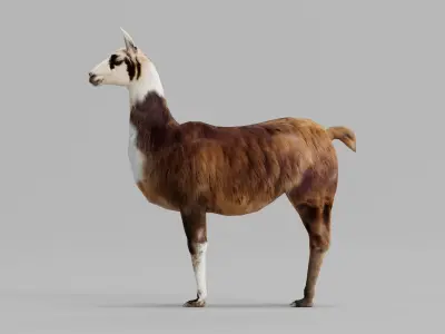 Llama Low-poly 3D model