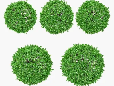 Boxwood balls 52 - 62cm  3D model