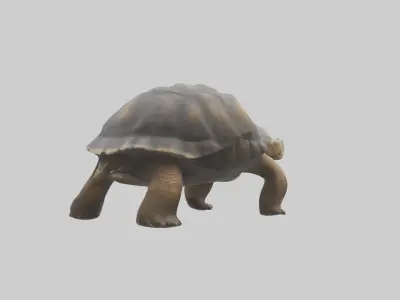 Galapagos Giant Tortoise walking model 3D model