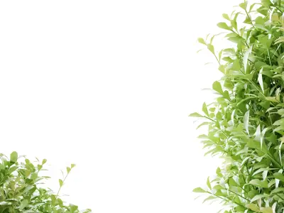 Indoor Plants Free 3D model