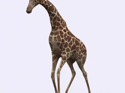 3DRT - Giraffe Low-poly 3D model