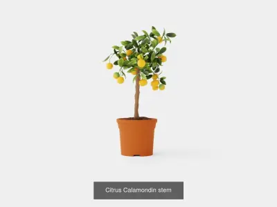 Collection of Citrus Houseplant - 7 Models