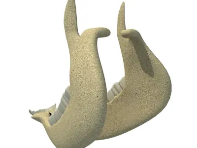 Cow Animal Jaw 77 3D model