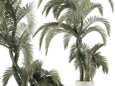Plants Collection 137 Exterior Plant 3D model