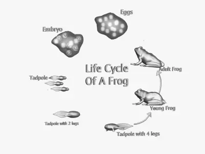 Life Cycle of a Frog Low-poly 3D model