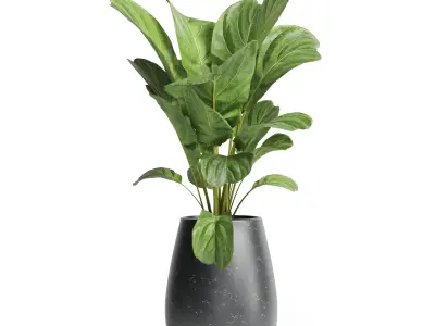 Indoor plant 23 Low-poly 3D model