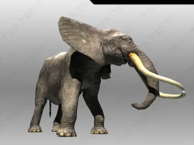 African Elephant Low-poly 3D model