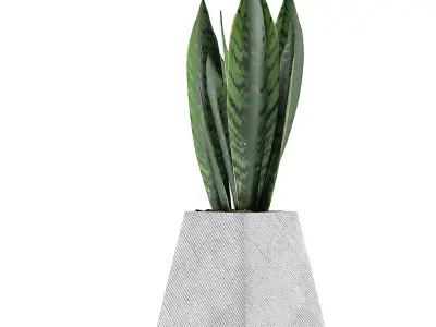 Plants Collection 114 3D model