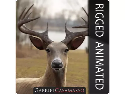 White Tailed Deer - Odocoileus Virginianus 3D model