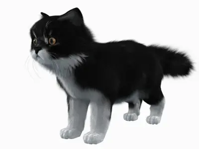 Persian cat Black and White 3D model