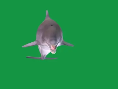 Bottlenose Dolphin 3D model