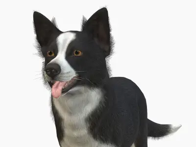 Dog - Border Collie Low-poly 3D model