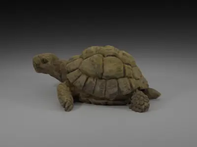 Photoscanned Turtle 3D model