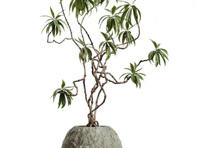 AV HousePlants Japandi Decorative Minimalism Ficus Marginata03 3D model